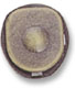 Button Cap P-12
